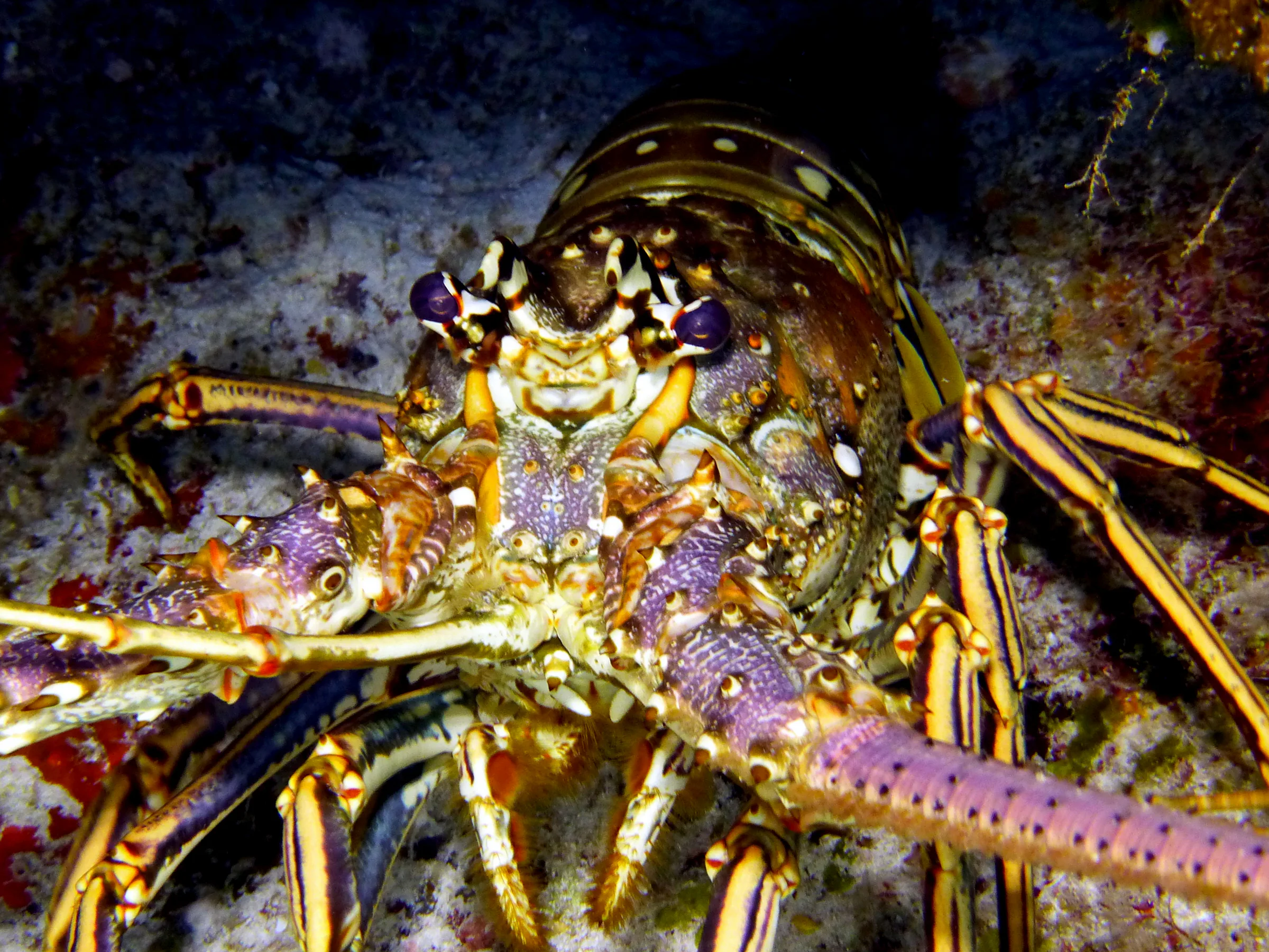Lobster, Cozumel, 2014