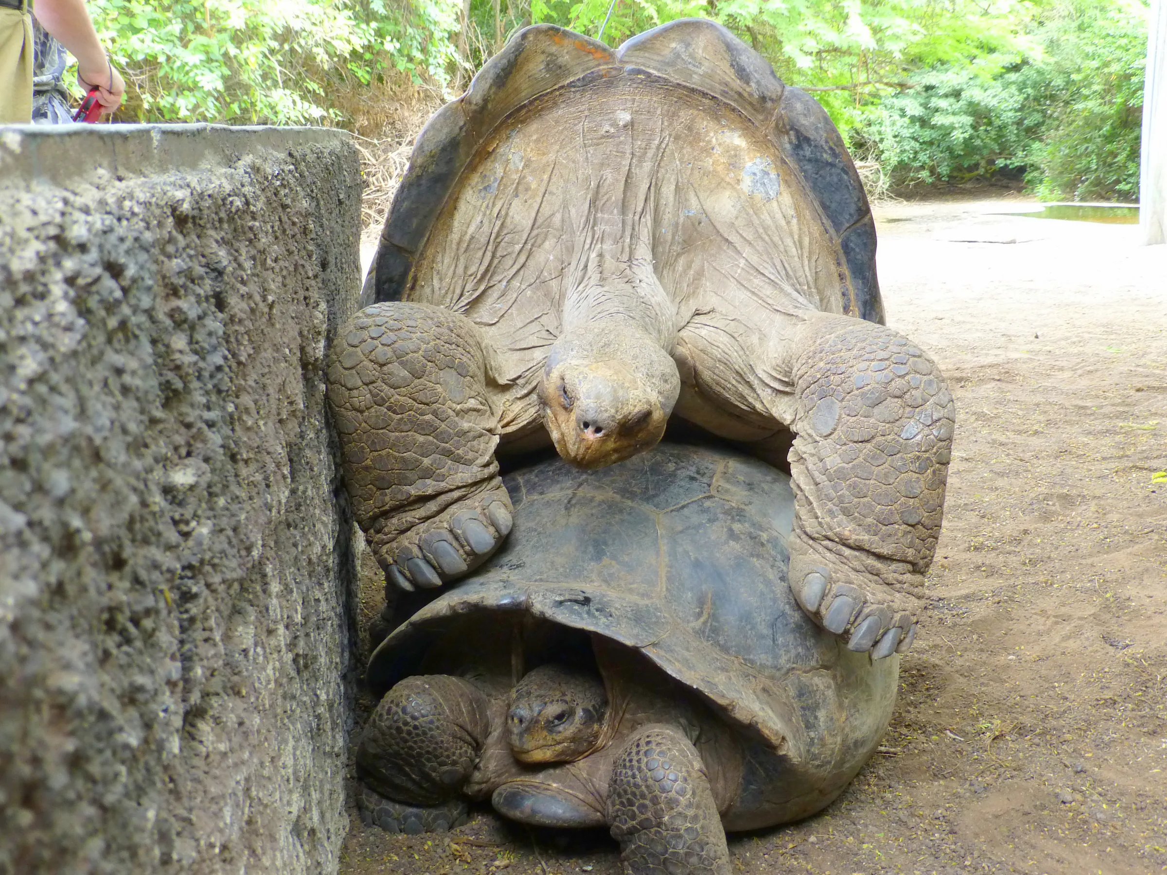 Giant Tortoises mating
