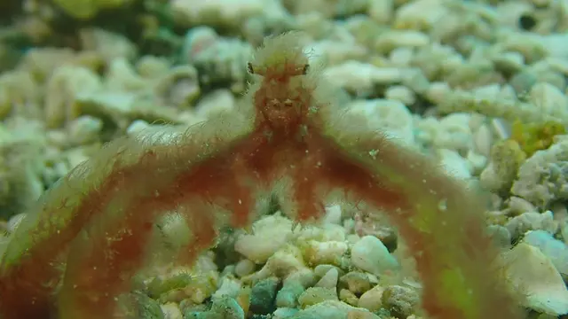 Underwater photograph by Joel Bergsma