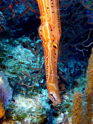 Underwater photograph by Joel Bergsma