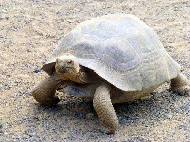 Juvenile Giant Tortoise