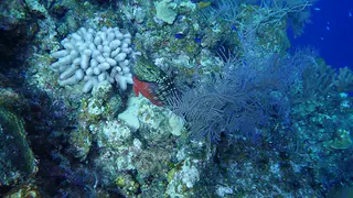 Parrotfish