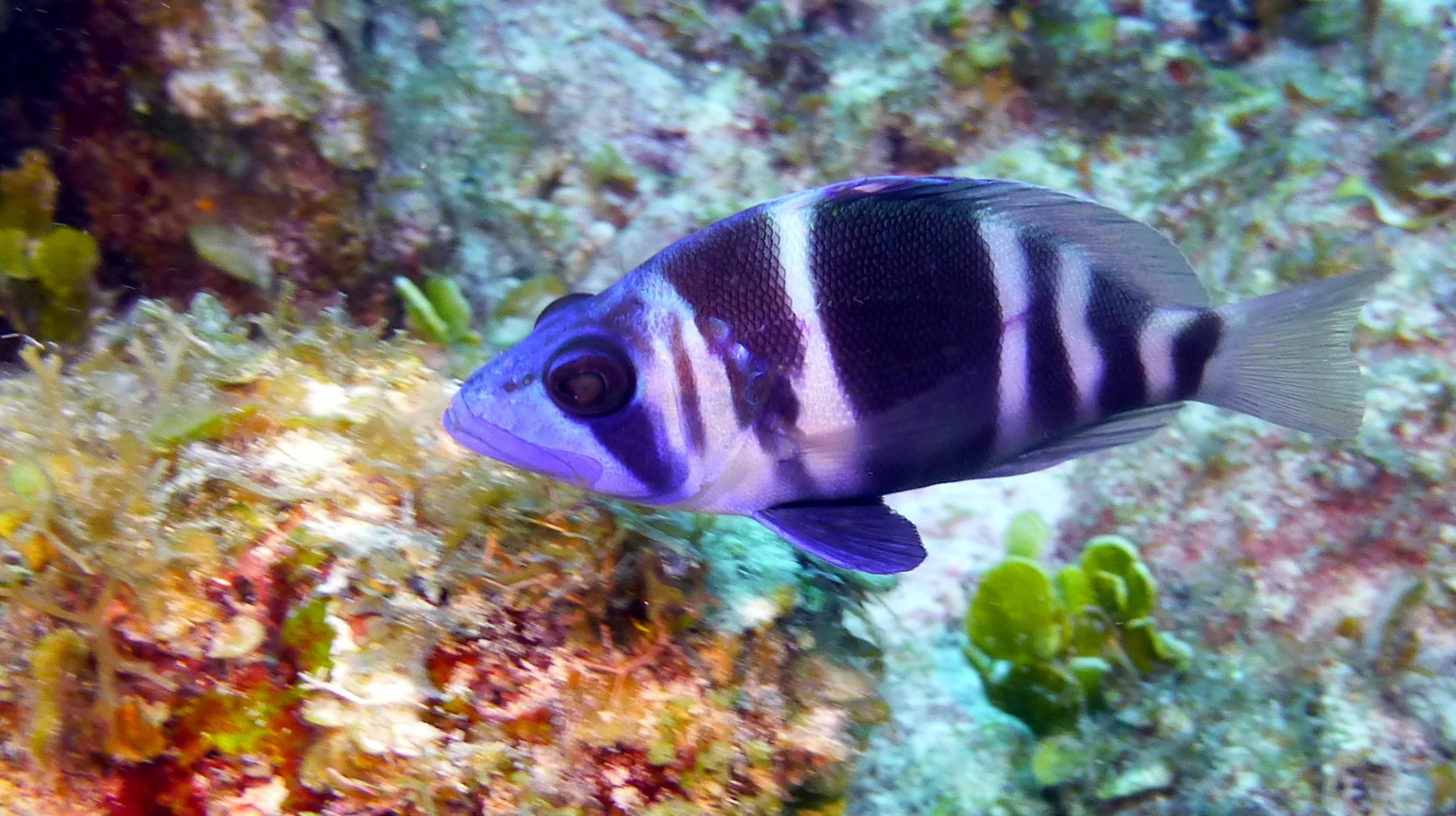Indigo Hamlet, Belize, 2017