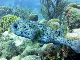 Underwater photograph by Joel Bergsma