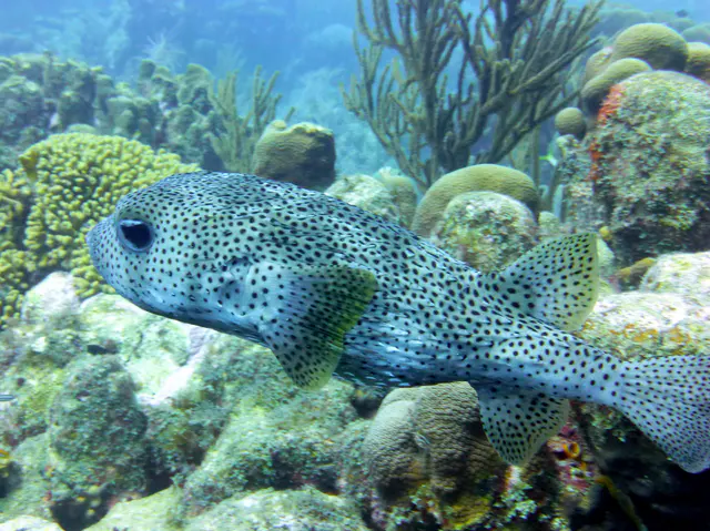 Underwater photograph by Joel Bergsma