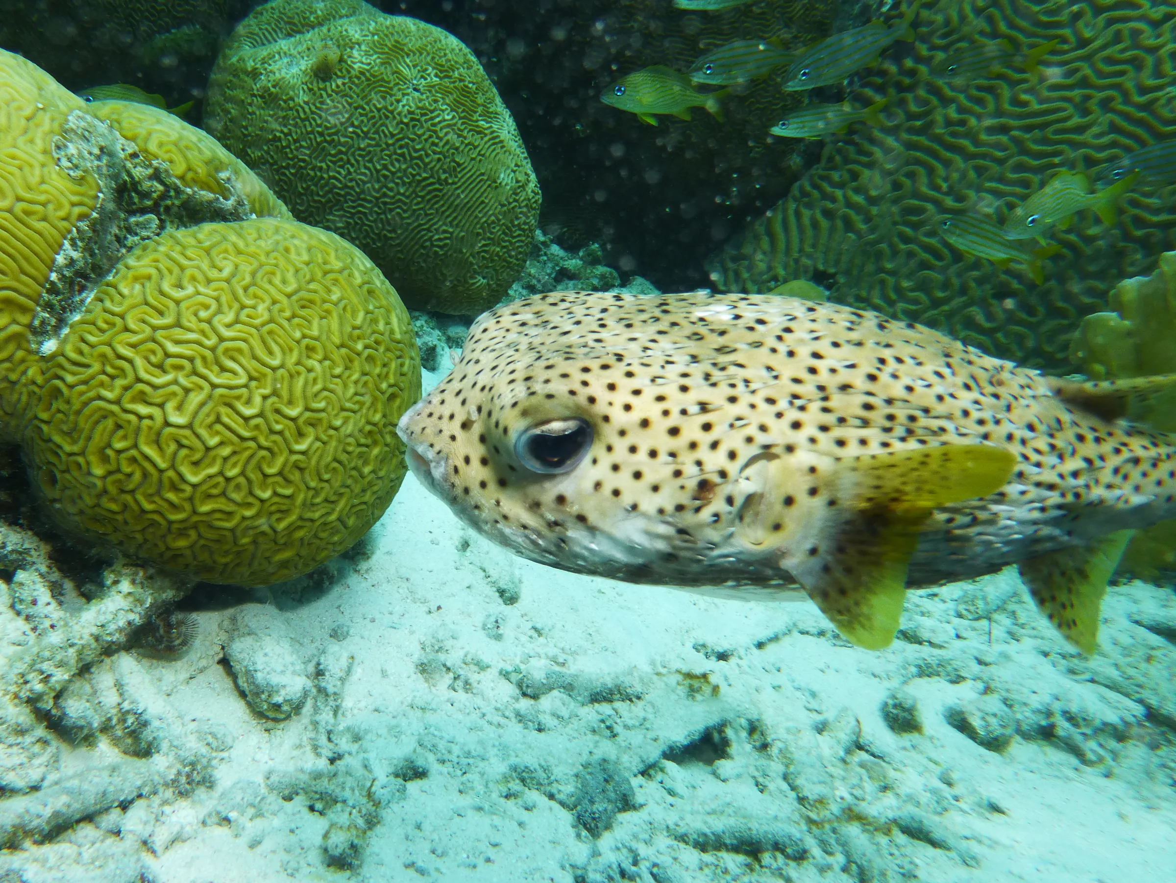 Porcupine Pufferfish, Bonaire, 2013