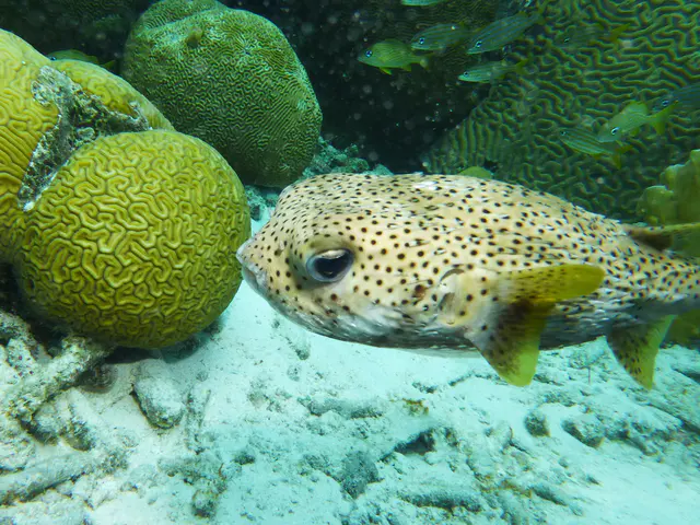 Underwater photograph by Joel Bergsma