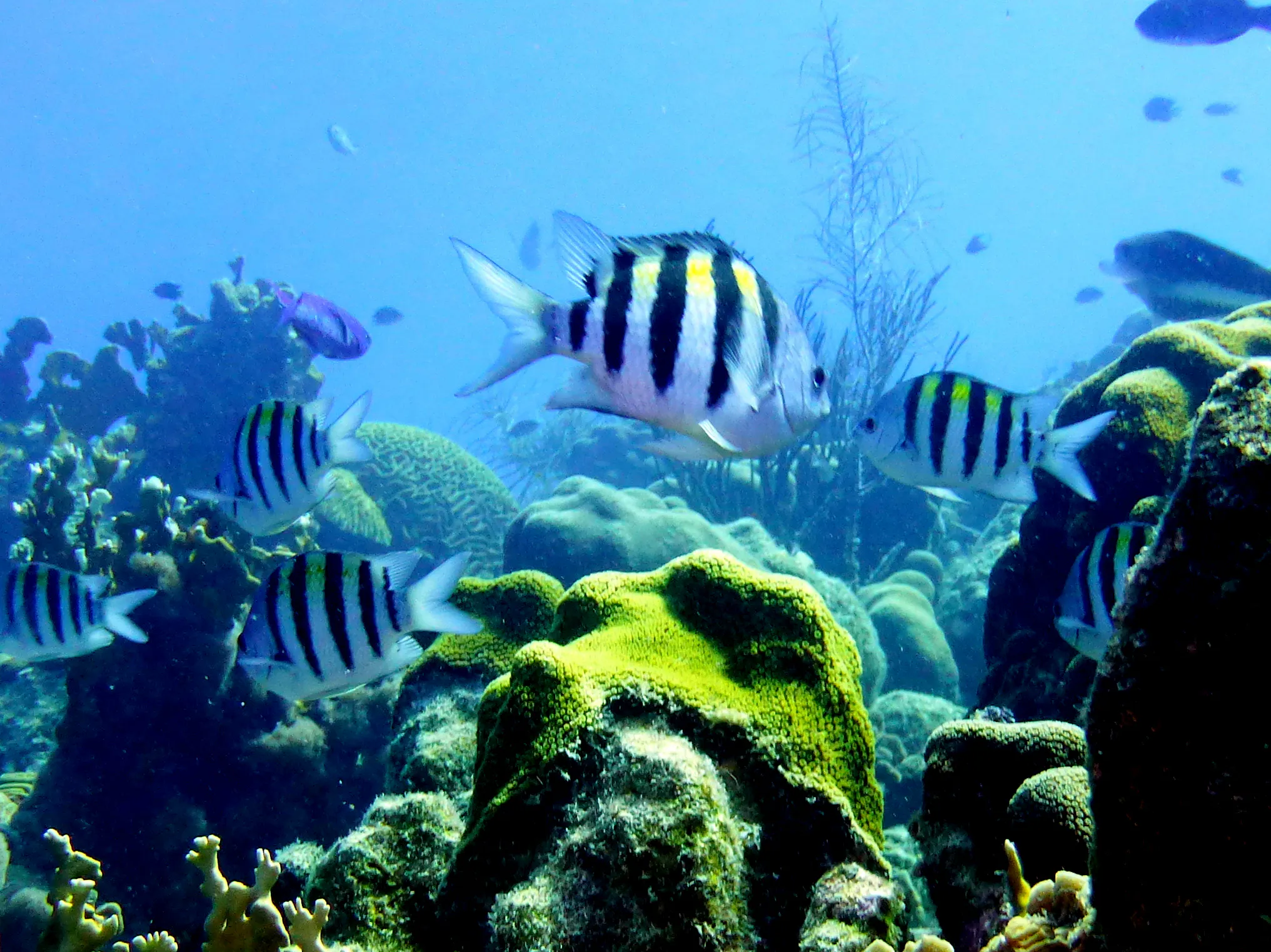Sergeant Major, Bonaire, 2013