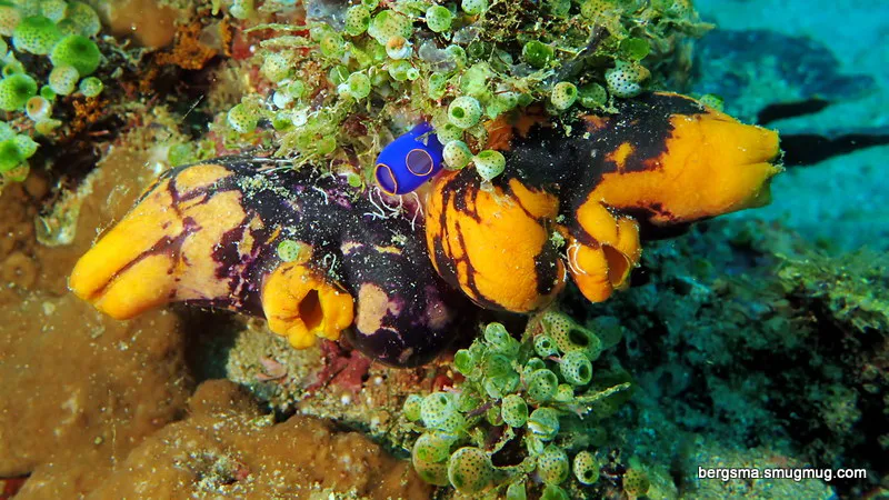 Underwater photograph by Joel Bergsma