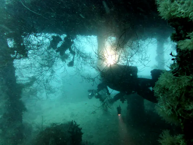 Underwater photograph by Joel Bergsma