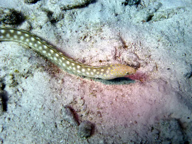 Underwater photograph by Joel Bergsma