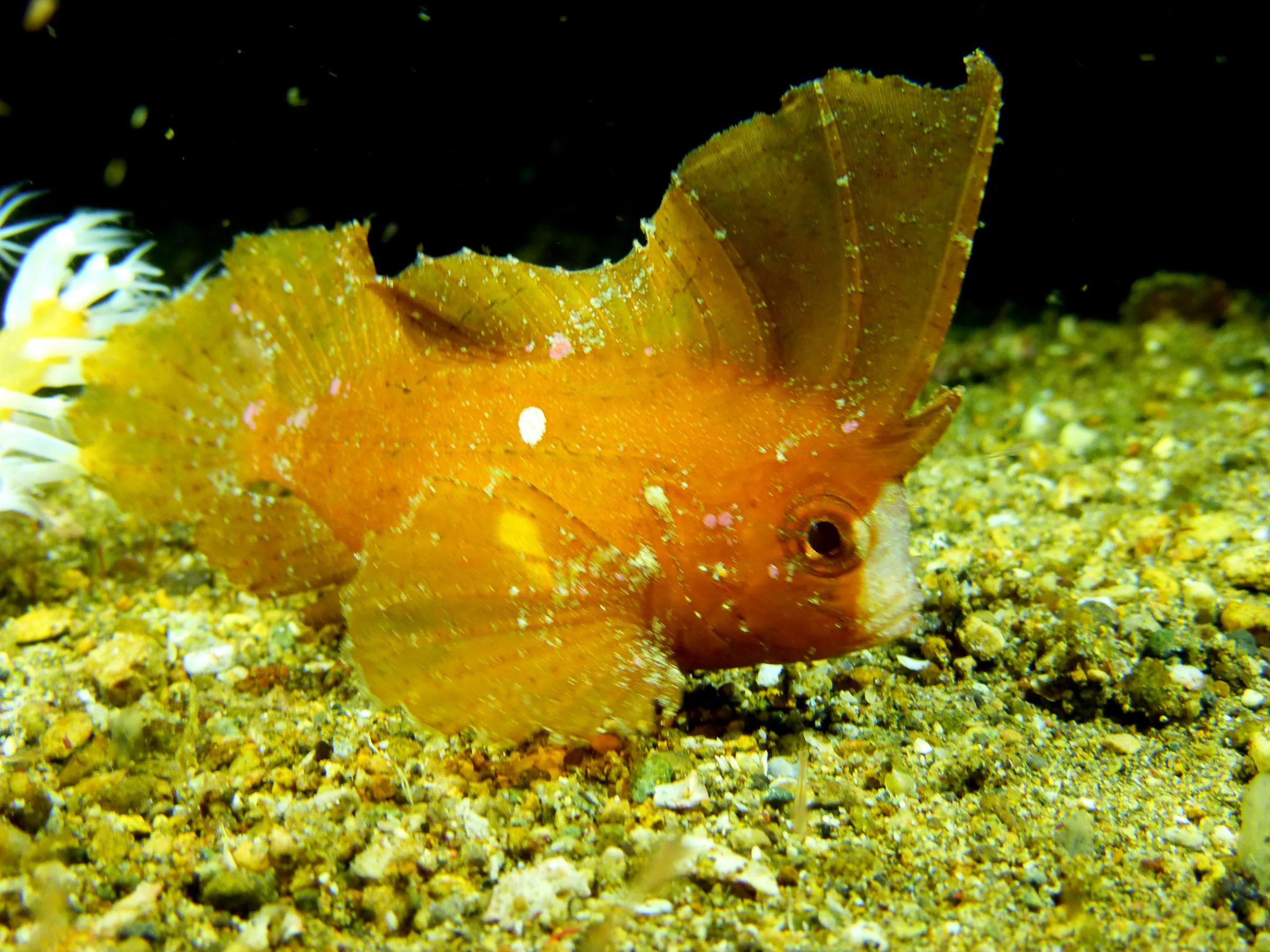 Leaf Scorpionfish, Philippines, 2014