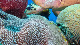 Underwater photograph by Joel Bergsma