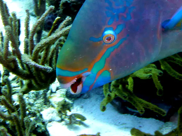 Underwater photograph by Joel Bergsma