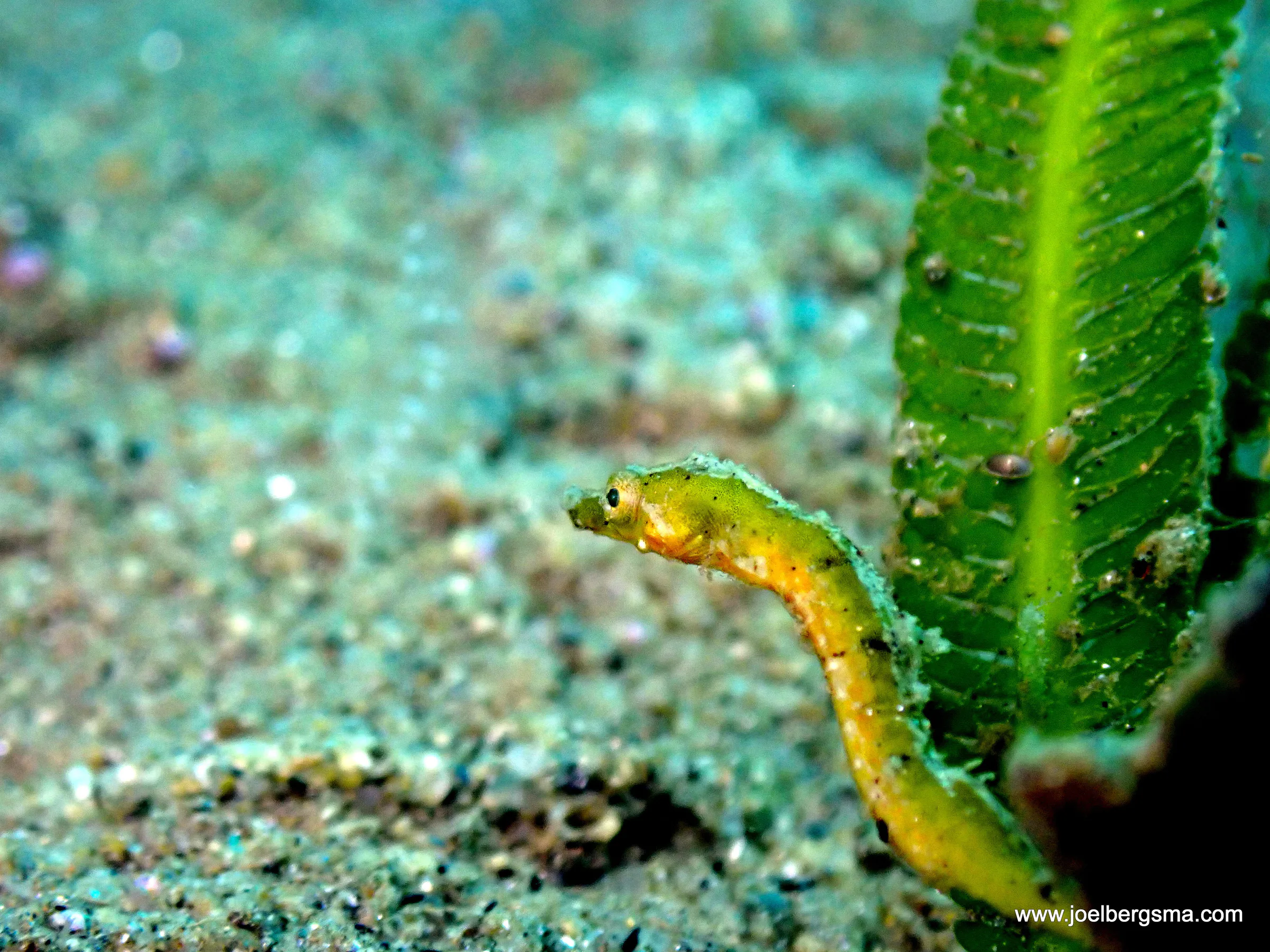Philippines underwater photograph, 2022