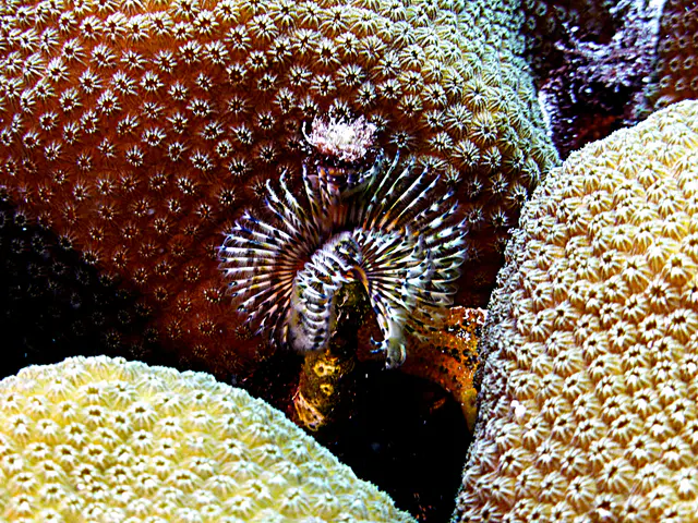 Underwater photograph by Joel Bergsma