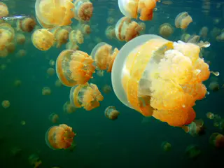 A small silver fish swims among Golden Jellyfish  with their bell shaped domes in Jellyfish Lake, Palau, 2011.   See Paul Humann, et al, Reeff Creature Identification (2010), page 17.