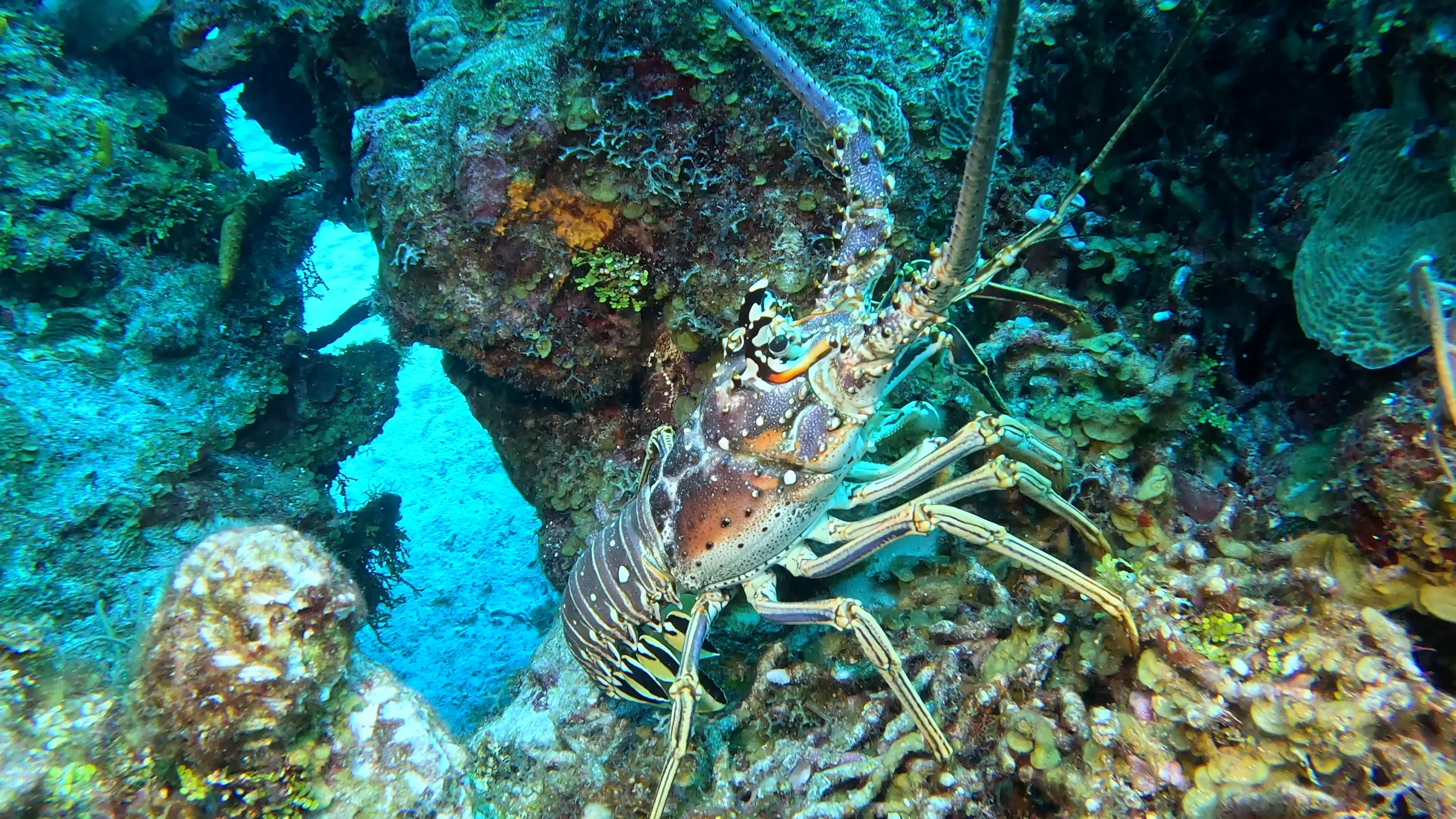 Cozumel underwater photograph, 2025