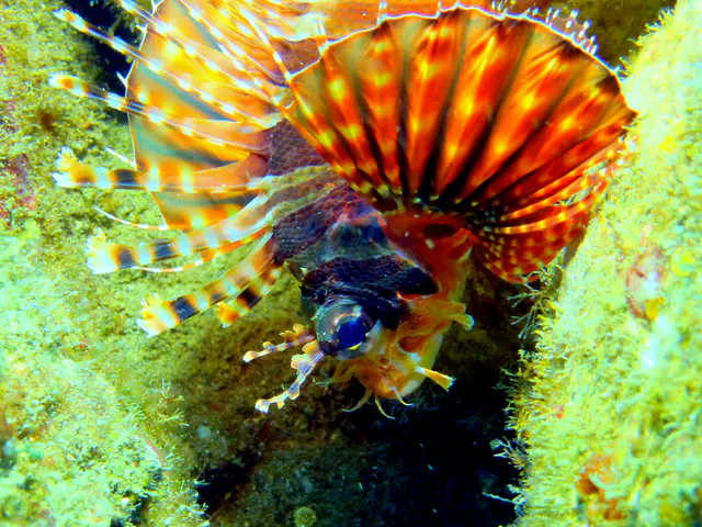 Underwater photograph by Joel Bergsma