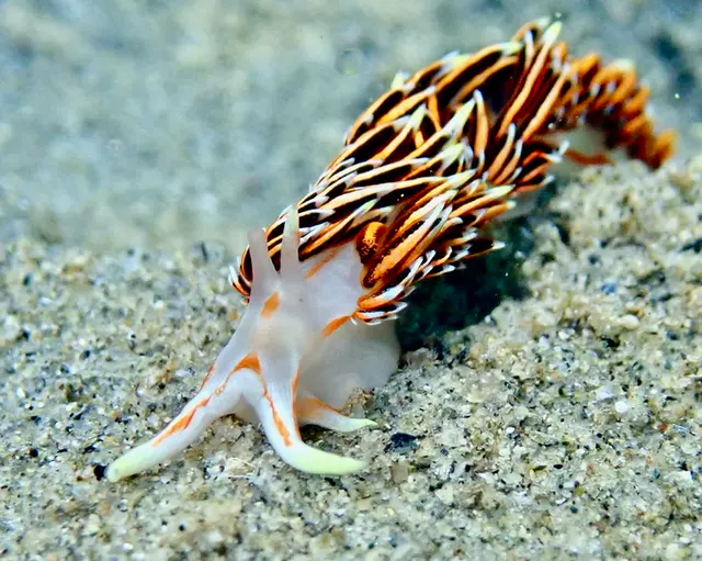 Underwater photograph by Joel Bergsma