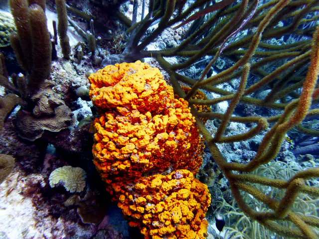 Underwater photograph by Joel Bergsma