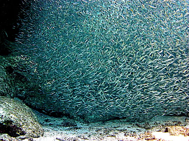 Underwater photograph by Joel Bergsma