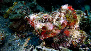 Underwater photograph by Joel Bergsma