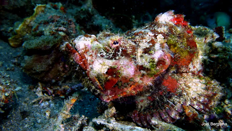 Underwater photograph by Joel Bergsma