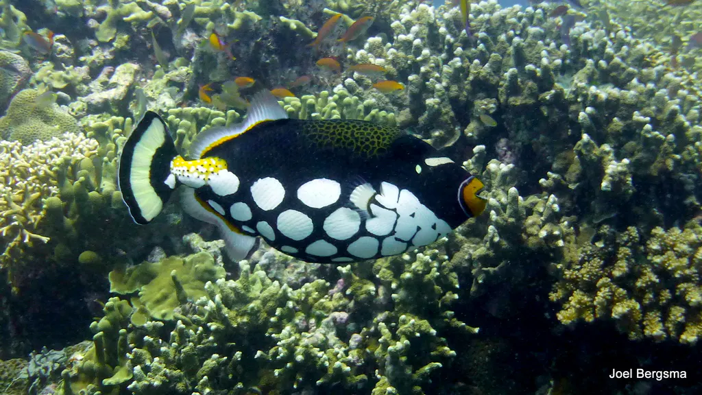 Underwater photograph by Joel Bergsma