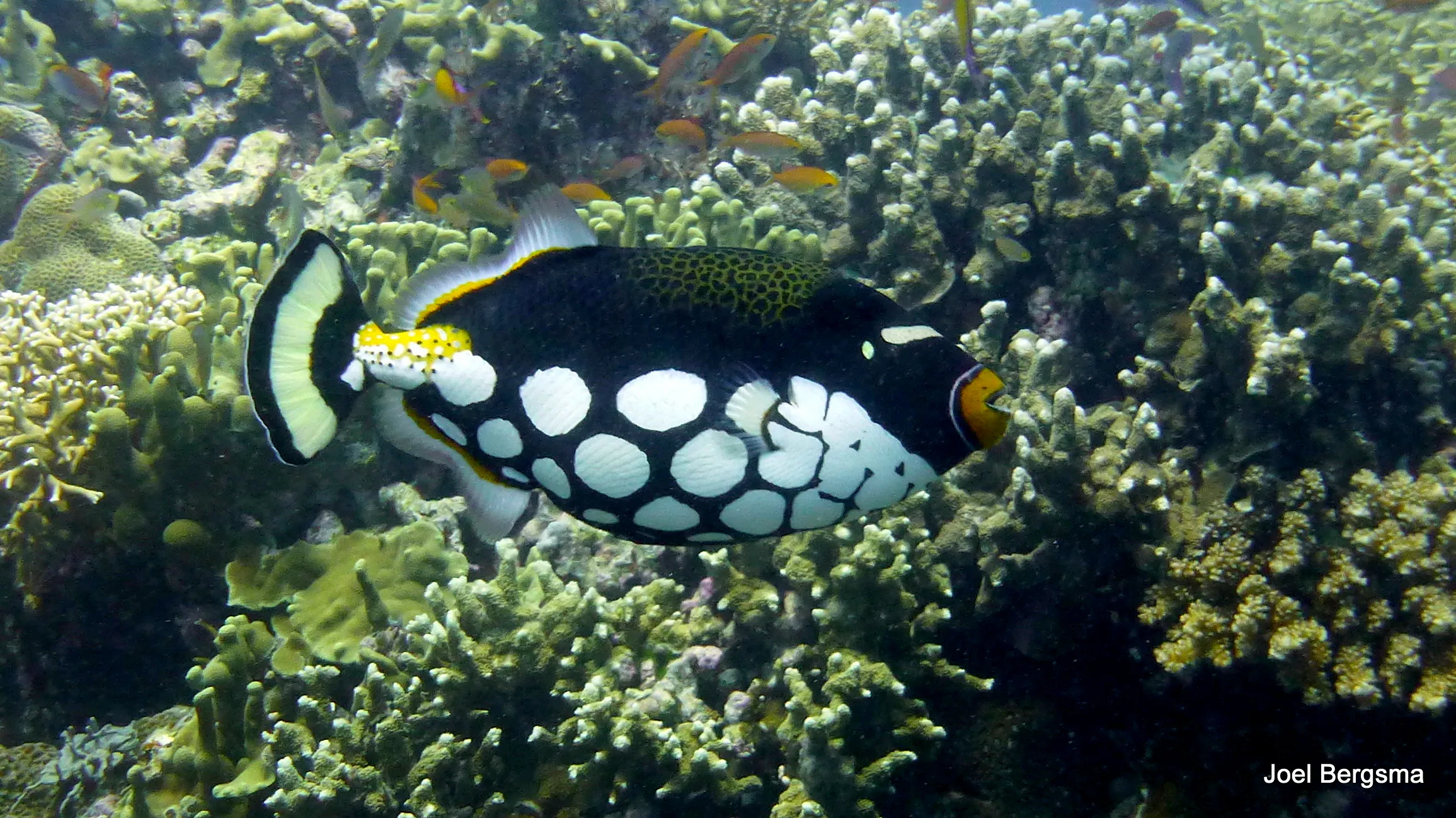 Clown Triggerfish, Philippines, 2017