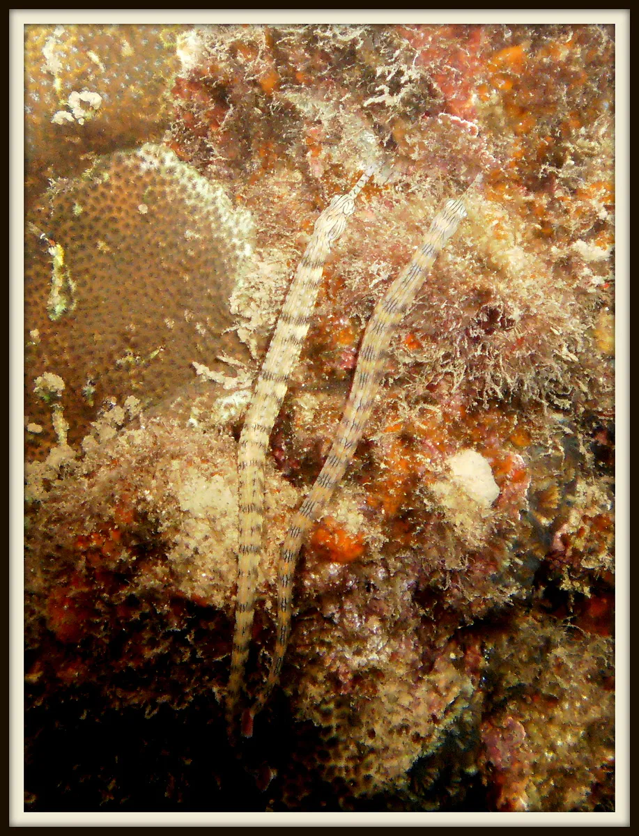 Network Pipefish on Sam's Wall.