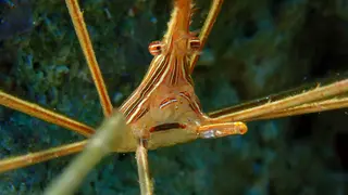 Underwater photograph by Joel Bergsma
