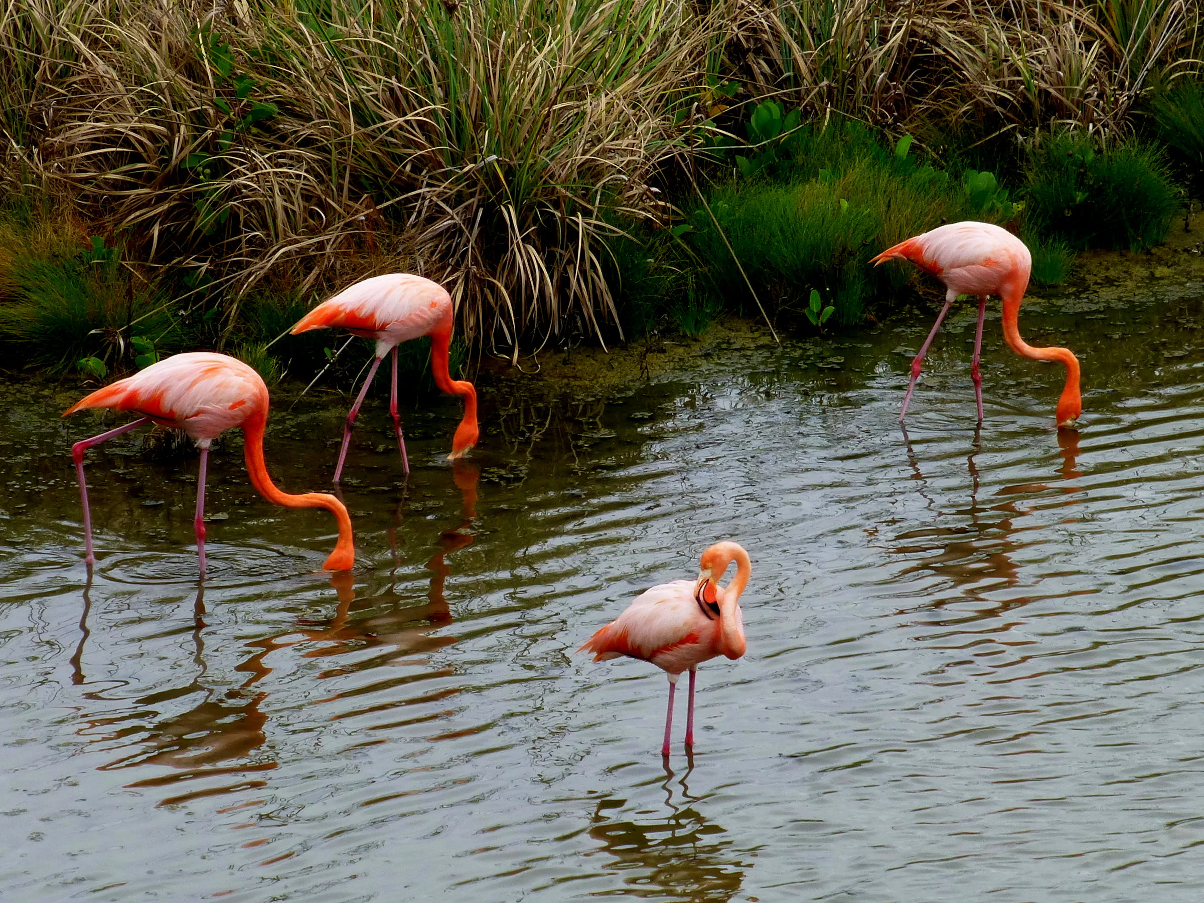 Flamingos.