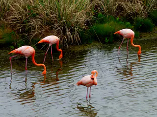 Flamingos.