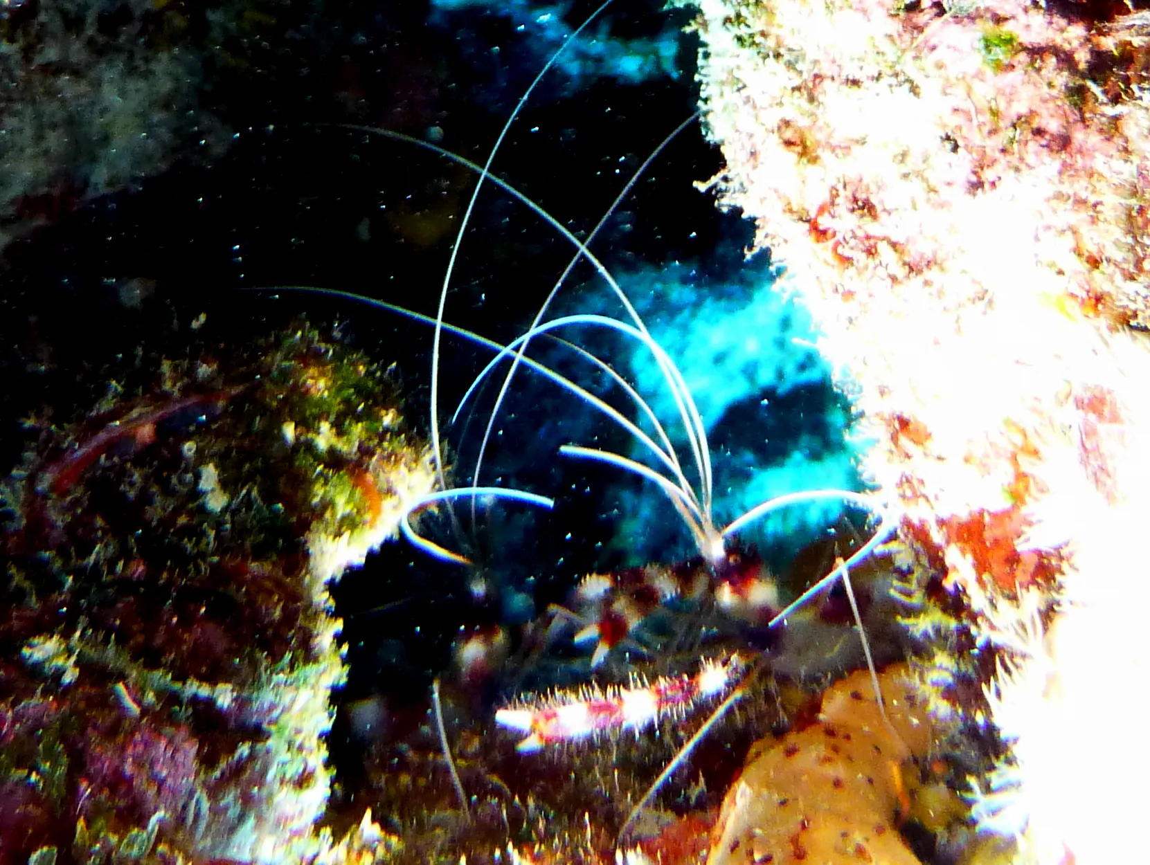 Banded Coral Shrimp, Bonaire, 2013