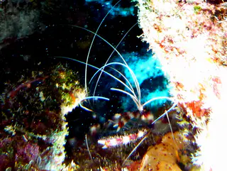 Underwater photograph by Joel Bergsma