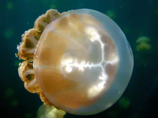 Golden Jellyfish.
