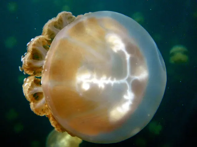 Golden Jellyfish.