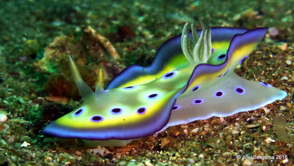 Underwater photograph by Joel Bergsma