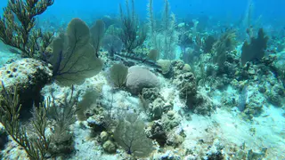 Barracuda