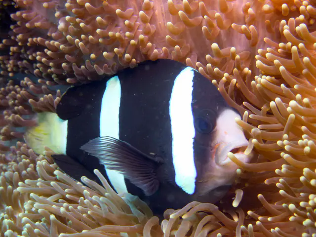 Underwater photograph by Joel Bergsma