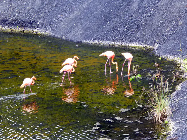 Flamingos.