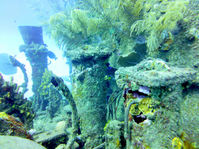 Underwater photograph by Joel Bergsma