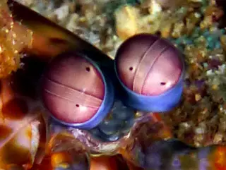 Underwater photograph by Joel Bergsma