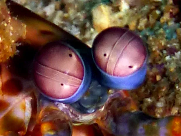 Underwater photograph by Joel Bergsma