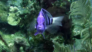 Underwater photograph by Joel Bergsma