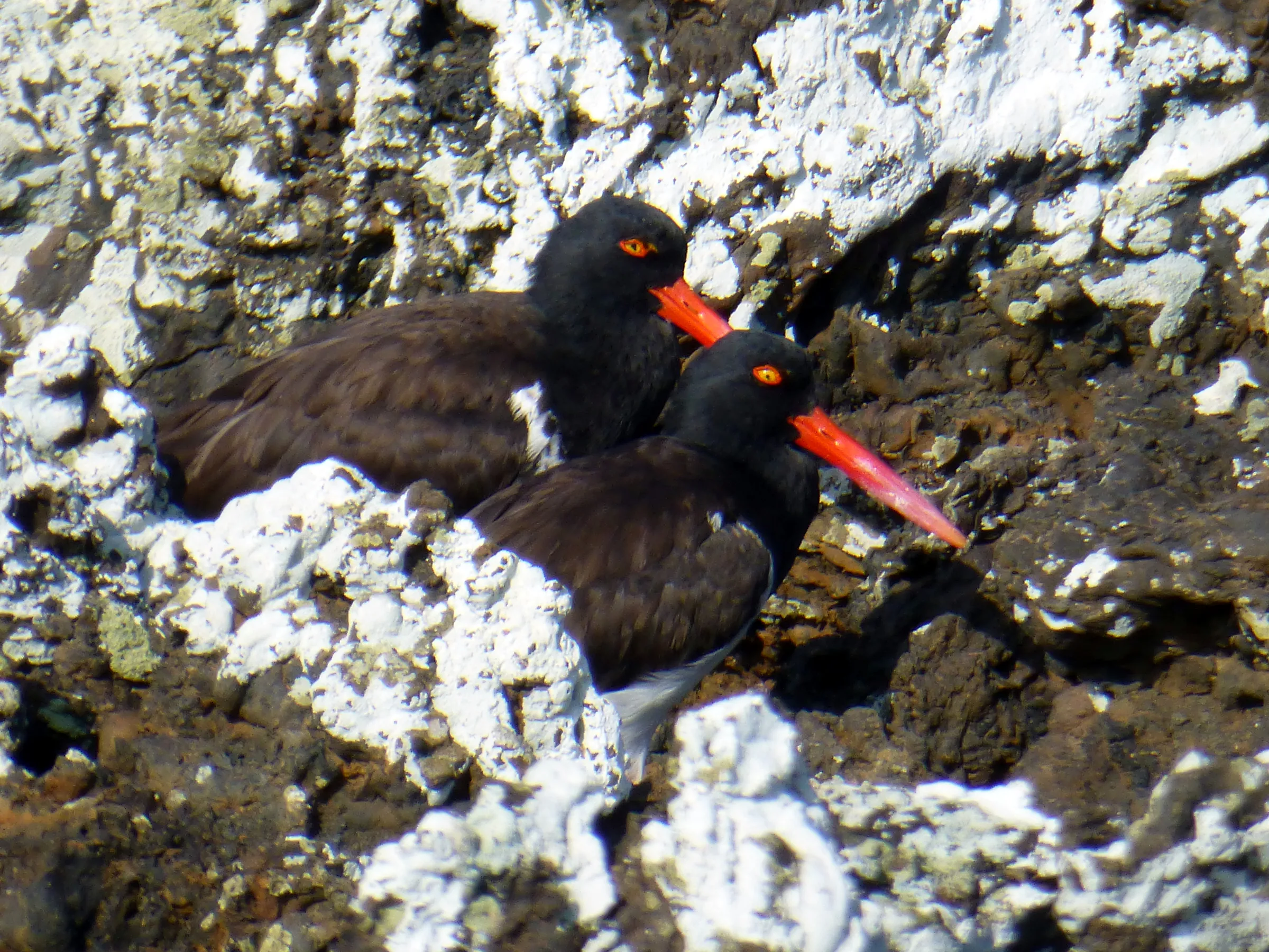 A pair of American Oystercatcher birds.