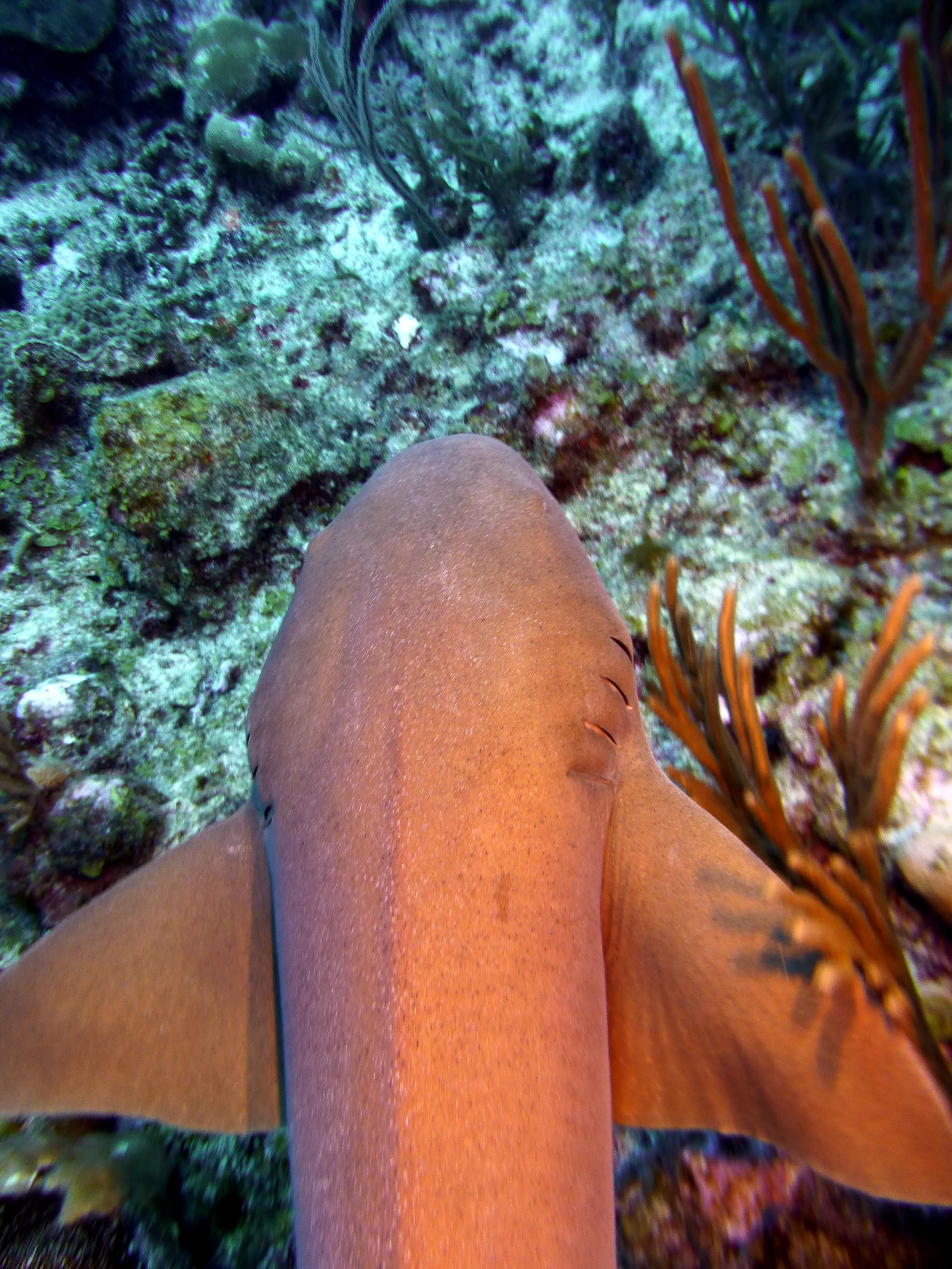Nurse Shark, Belize, 2017
