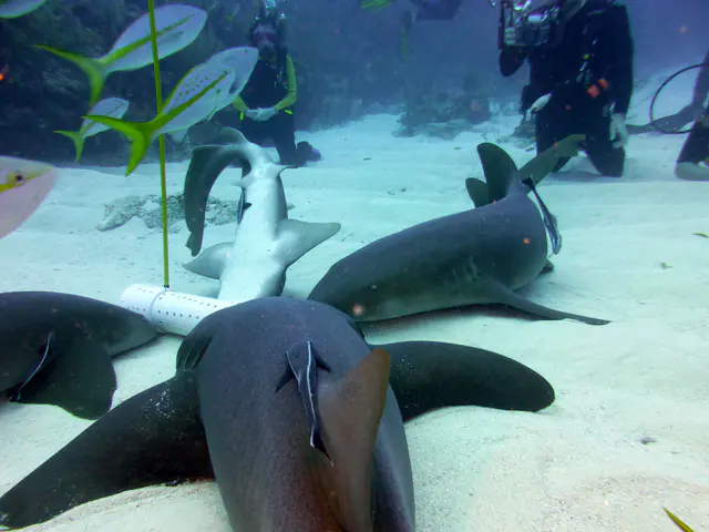 Underwater photograph by Joel Bergsma