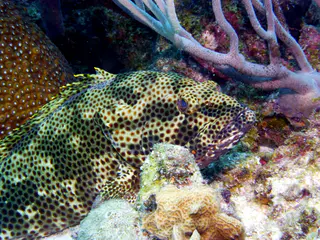 Underwater photograph by Joel Bergsma